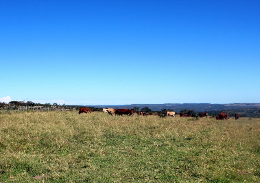 5 Bedroom Property for Sale in Mooiplaas Eastern Cape